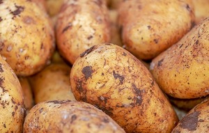 じゃがいもの栽培方法！種芋の植え付けから収穫時の掘り方まで解説！