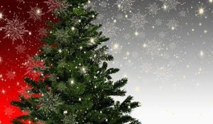 クリスマスツリーの用意の仕方！もみの木がない時に代用できる植物をご紹介！
