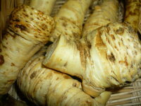 山わさび(西洋わさび)の栽培方法!増やし方や太くならない時の対処法など解説!