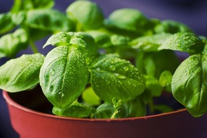 バジルの増やし方！挿し木（挿し芽）や水差しで上手に増やすコツをご紹介！