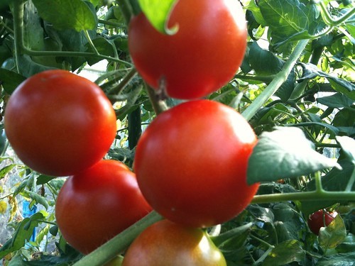 トマト・ミニトマトの増やし方！脇芽で上手く挿し木する方法をご紹介！のイメージ