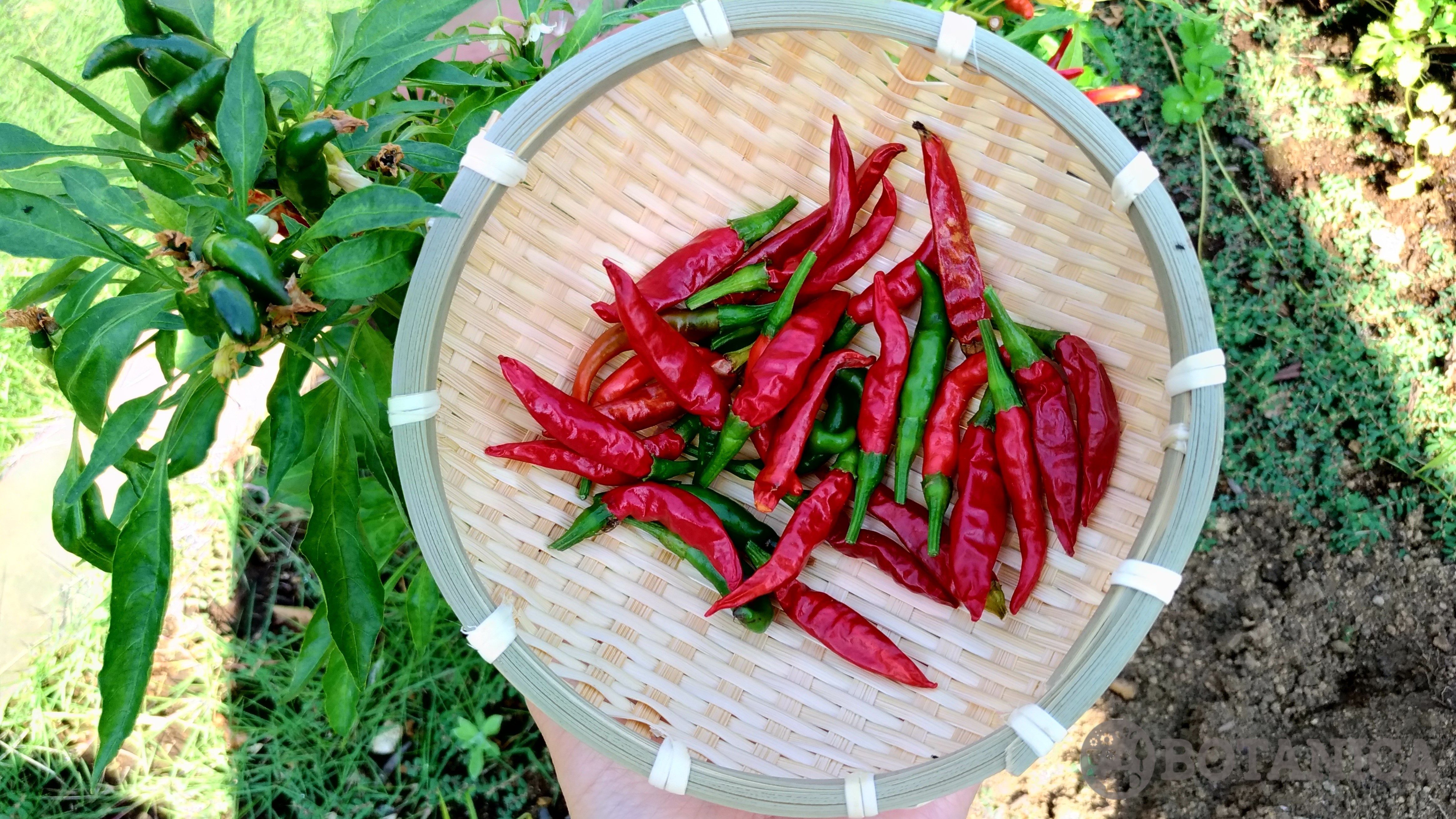 唐辛子の収穫時期の見分け方と乾燥方法!収穫後の上手な保存方法とは?のイメージ