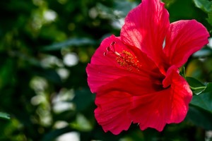 ハイビスカスの育て方！植え替えの時期や剪定方法・増やし方などをご紹介！