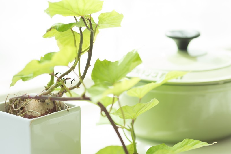 観葉植物の名前の調べ方!名前がわからない時に実践すべき4つのこと