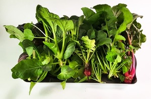 水耕栽培しやすい野菜まとめ！室内で初心者でも簡単に栽培できる野菜は？
