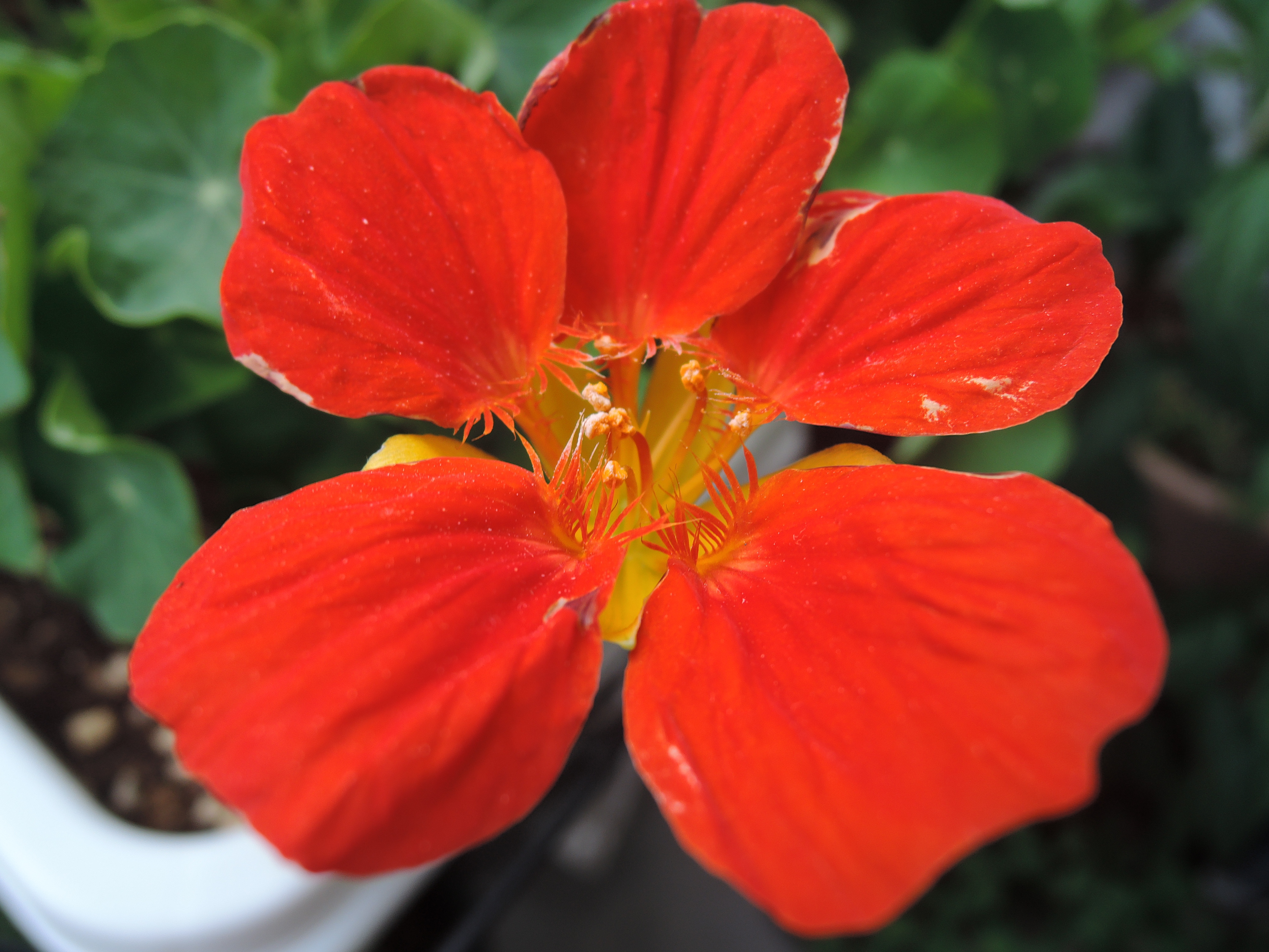 ナスタチューム（キンレンカ）の育て方（失敗談と反省点）と食べ方をご紹介！