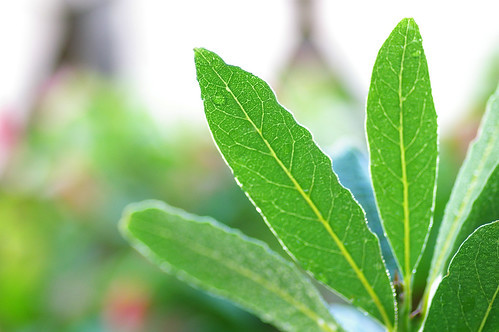 月桂樹(ローリエ)の花言葉!ギリシャ神話やオリンピックとの関係とは?