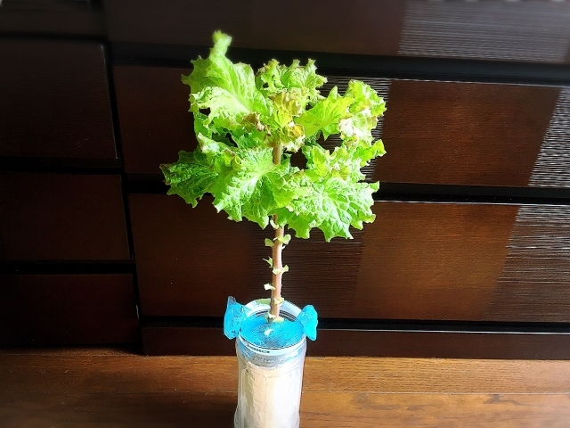 スポンジで水耕栽培をする方法!種まきから収穫までの流れをご紹介!のイメージ