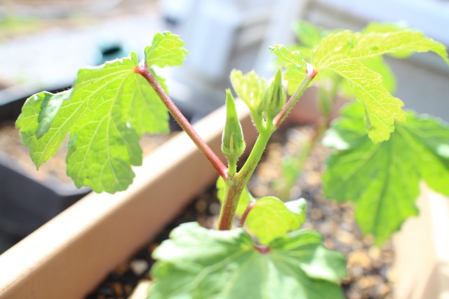オクラの栽培日記（失敗編）！失敗原因や栽培の注意点をまとめてご紹介！のイメージ