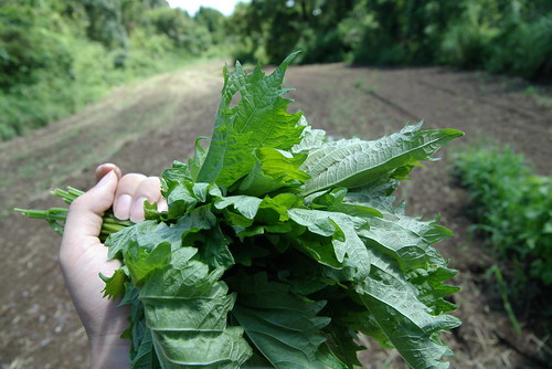 しそ(紫蘇)の育て方!管理のコツ・収穫方法・増やし方など!のイメージ