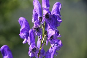危険な毒草・有毒植物14選！触る・食べるのがNGな猛毒植物とは？