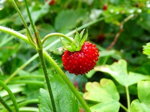 野いちごの種類・味まとめ！野生のいちごで食べられる品種はどれ？