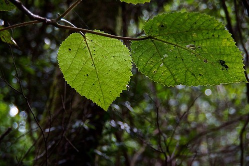 ギンピ・ギンピとは?世界一危険ともいわれる植物の概要・毒性を解説!のイメージ