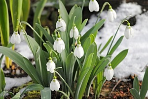 冬に咲く花13選！寒さや霜に強く、冬でも庭植えできる草花を一挙ご紹介！