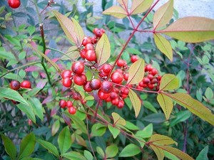 南天（ナンテン）とは？種類や特徴・花言葉をご紹介！実に毒性はある？
