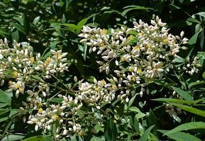 白南天とは？その特徴や花言葉、育て方をご紹介！赤南天との違いは？