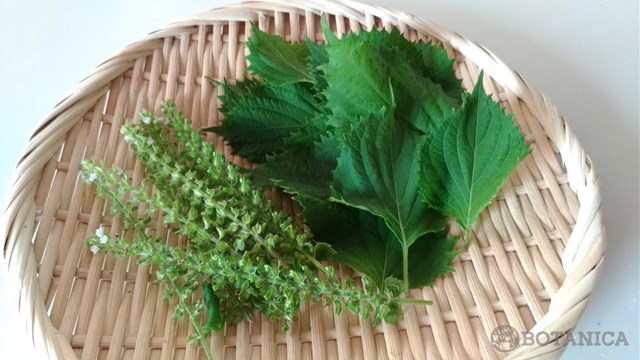 青じそとは？大葉との違いは？肥料のやり方や増やし方など育て方を解説！のイメージ