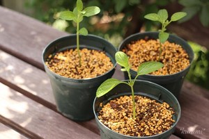 挿し芽（挿し木）とは？発根させるコツや挿し芽すべき植物をご紹介！