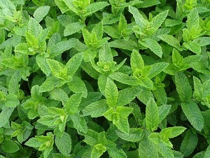 ハーブの挿し木（挿し芽）方法を解説！ミントなどの上手な増やし方は？