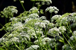 【栽培中】チャービルの育て方！乾燥や病害虫対策を含めて栽培のコツをご紹介！