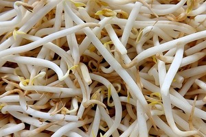 もやしの自家栽培は簡単？上手なもやしの育て方と栽培上の注意点をご紹介！