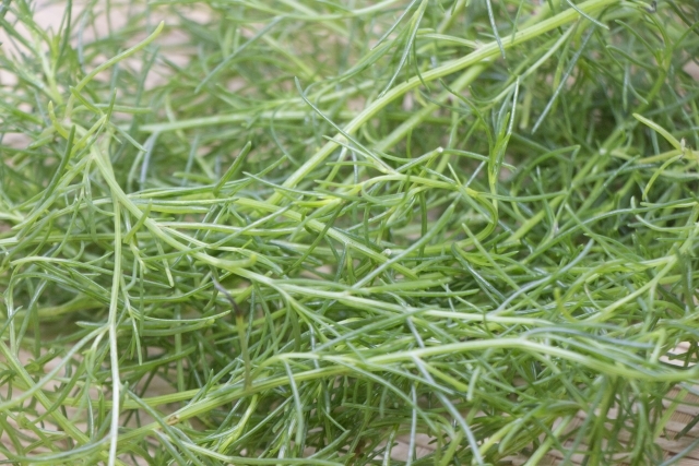 オカヒジキの栽培方法!種まきから収穫まで、上手に育てるコツとは?