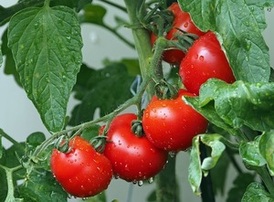 トマトにおすすめのコンパニオンプランツとは？一緒に何を植えるべき？