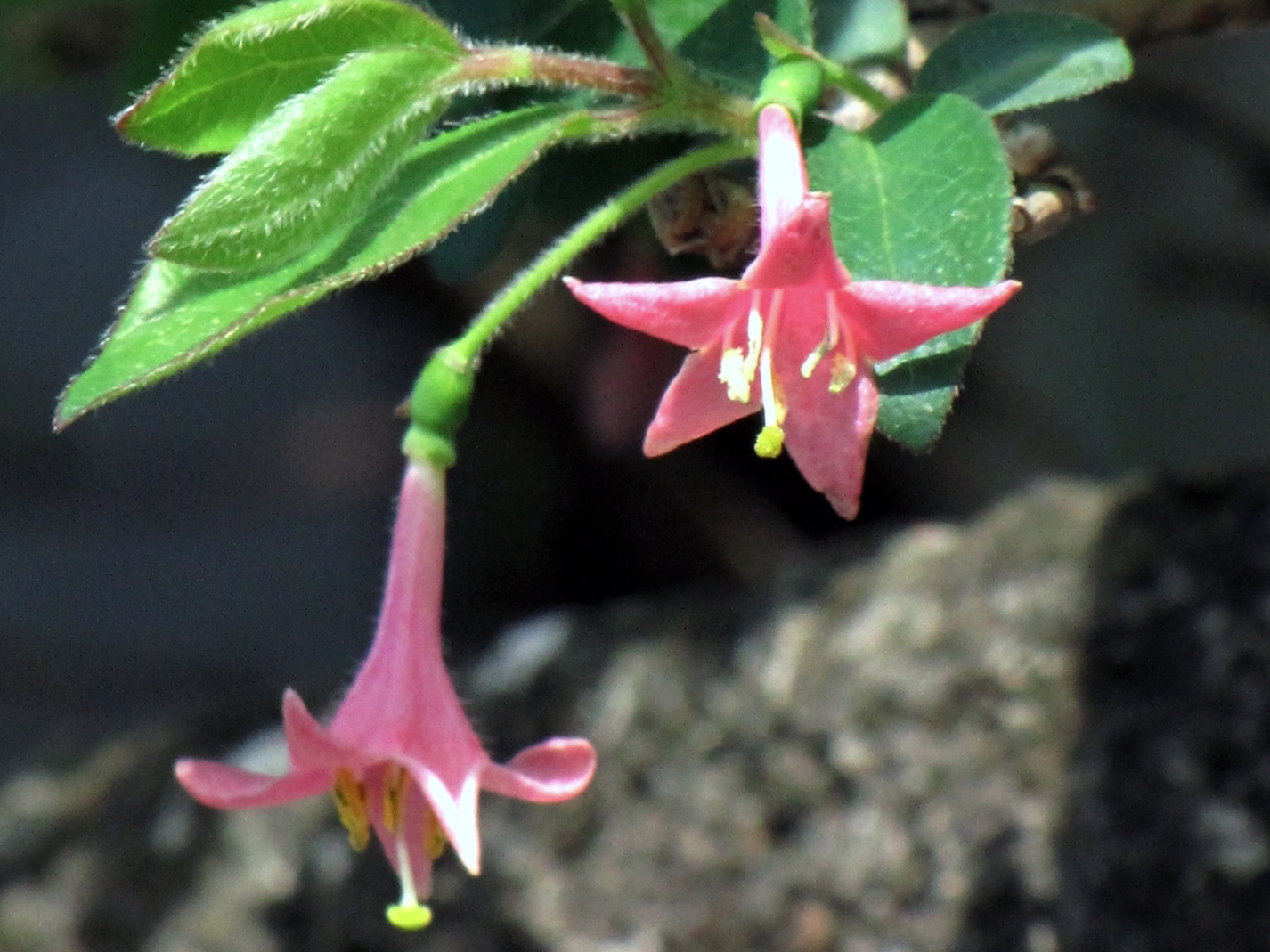 ウグイスカグラ(鶯神楽)とは?赤い実の特徴や育て方をご紹介!のイメージ