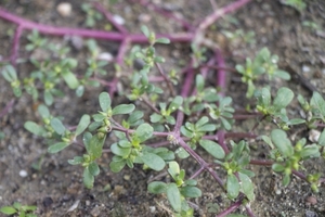 スベリヒユの食べ方！食用雑草・スベリヒユのおすすめレシピをご紹介！