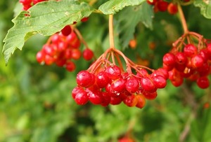 ガマズミの花言葉とは？ガマズミの花の特徴や開花時期をご紹介！