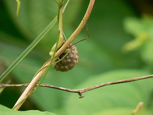 ニガカシュウとは？ヤマノイモ科の植物の概要もご紹介！ムカゴは食べられる？