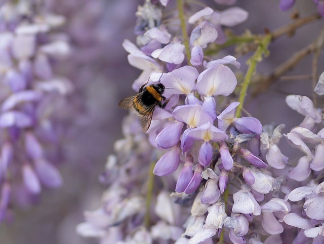 ヤマフジとは?山地に分布する植物の特徴をご紹介!育てることはできる?