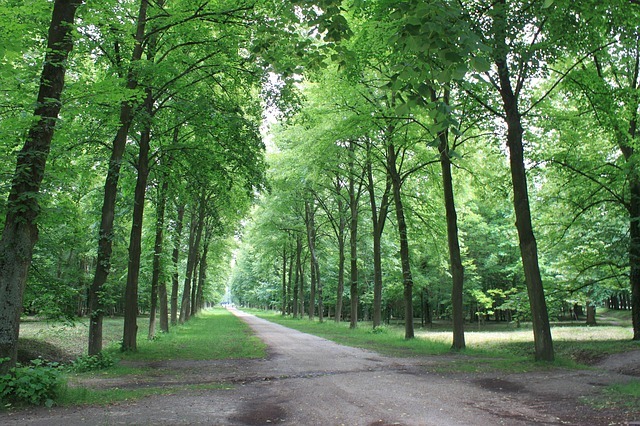 紙の原料になる植物とは?植物→パルプ→紙になる工程も簡潔に解説!のイメージ