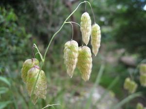 小判草（コバンソウ）とは？特徴や育て方をご紹介！大判草との違いは？