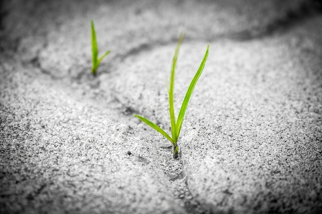 防草シートとは?種類やメリットと、選び方・敷き方をご紹介!のイメージ
