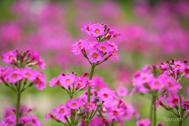 クリンソウとは?日光(千手ヶ浜)などに群生する草の特徴や花言葉をご紹介!のイメージ
