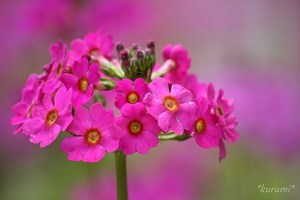 クリンソウ（九輪草）の育て方！種まき冬場の管理方法などをご紹介！