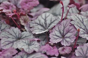 秋・冬のカラーリーフ24選！花壇などの寄せ植えにおすすめの種類は？
