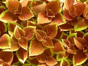 カラーリーフとは？銅葉やシルバーリーフなど葉を楽しむ植物をご紹介！