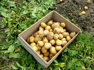 北海道産のじゃがいも品種一覧（19種）！味や特徴・使われる料理をそれぞれご紹介！