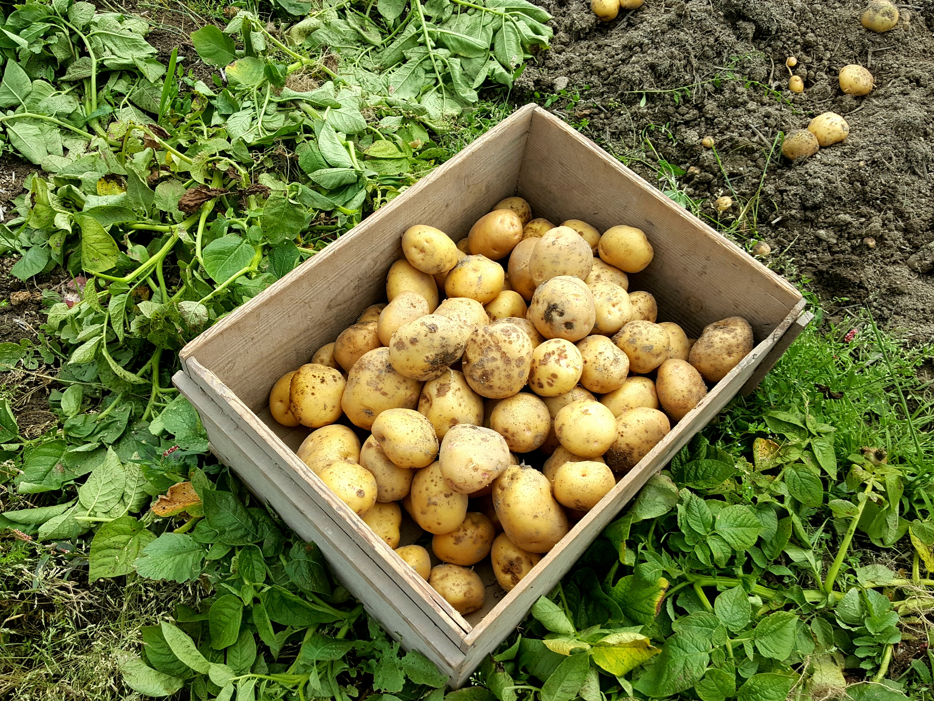 北海道産のじゃがいも品種一覧(19種)!味や特徴・使われる料理をそれぞれご紹介!のイメージ