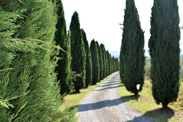 ニオイヒバ(匂檜葉)とは?その特徴や剪定方法など育て方をご紹介!