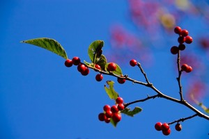 山桜桃（ゆすら）とは？意味や読み方をご紹介！山桜桃梅との関係は？