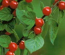 山桜桃梅（ユスラウメ）の花言葉と育て方！剪定や挿し木のやり方は？