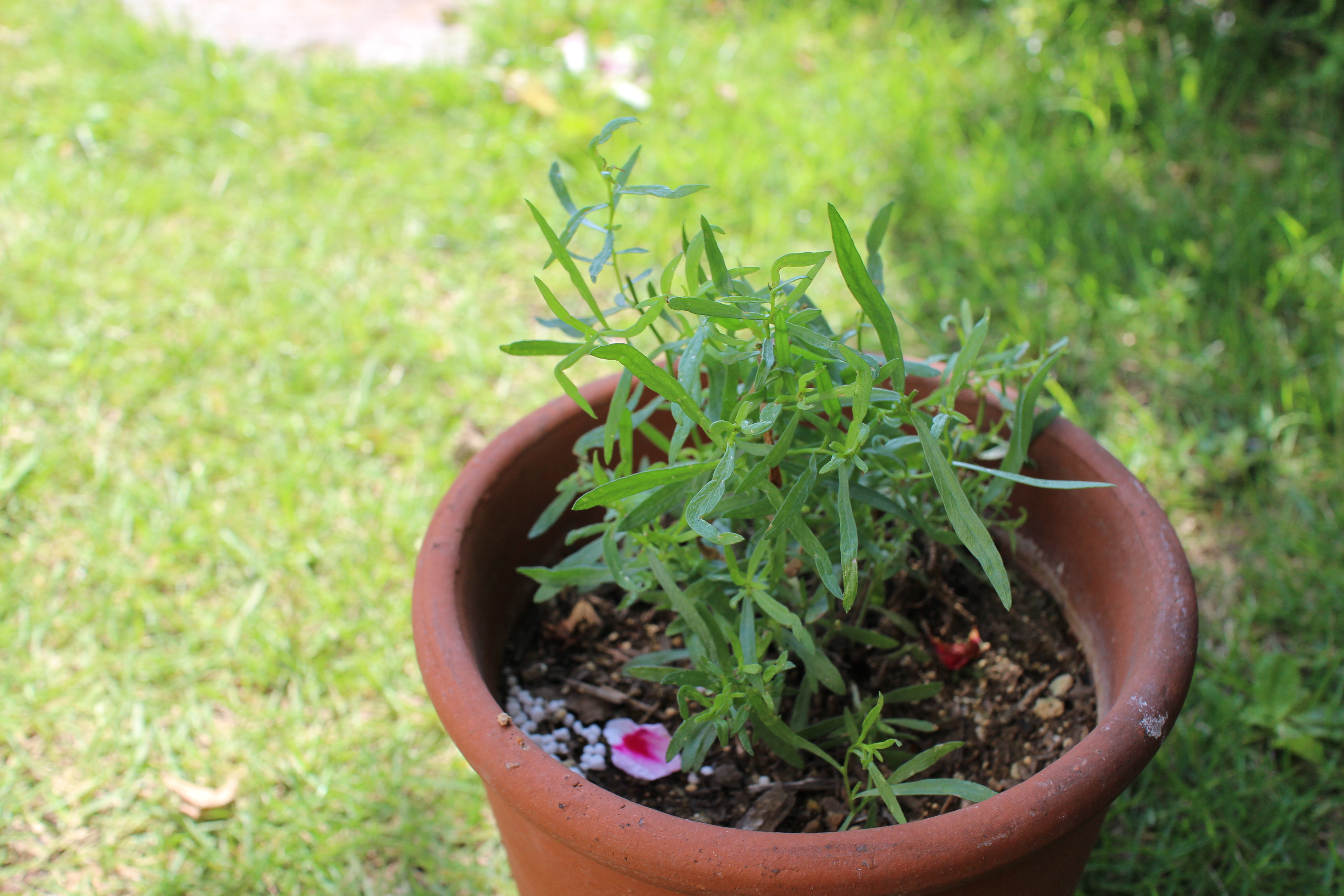 料理に使えるハーブ10選！各種おすすめの使い方や効果、レシピをご紹介！のイメージ