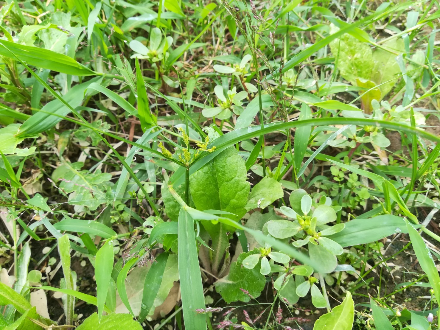 ハマスゲとは?難防除雑草といわれる理由と、効果的な駆除方法をご紹介!のイメージ