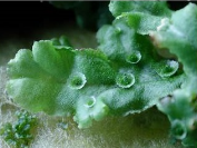 ゼニゴケの駆除方法3選！コケ対策として高い効果が出るのは除草剤？