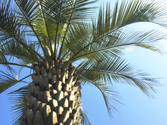 ココスヤシとは?鉢植えでの育て方と、インテリアでの飾り方をご紹介!