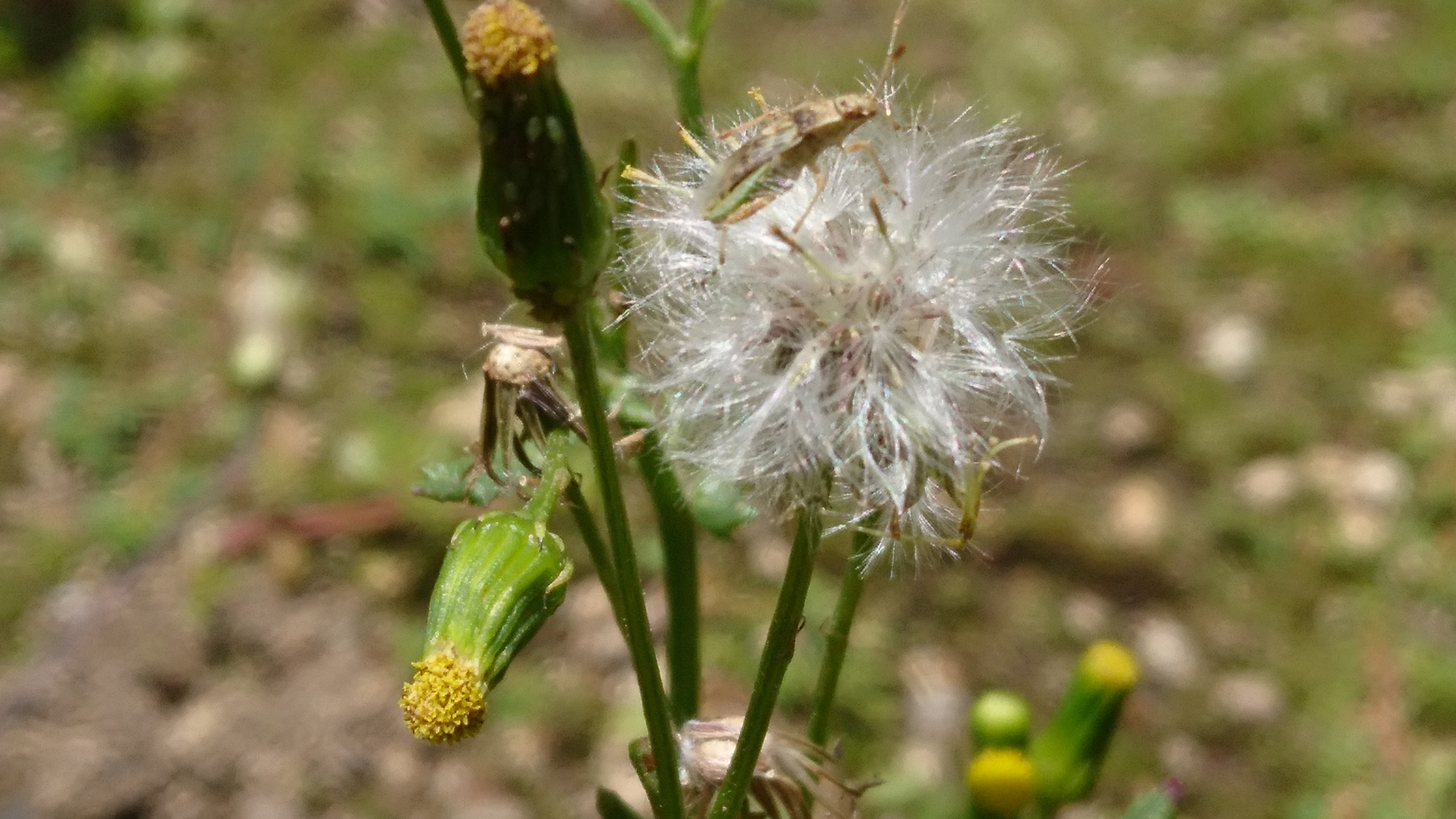 ノボロギクとは？その特徴や生態をご紹介！雑草としての駆除方法は？のイメージ