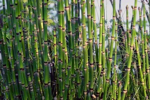 トクサ（木賊・砥草）とは？繁殖力のある生態や花言葉をご紹介！
